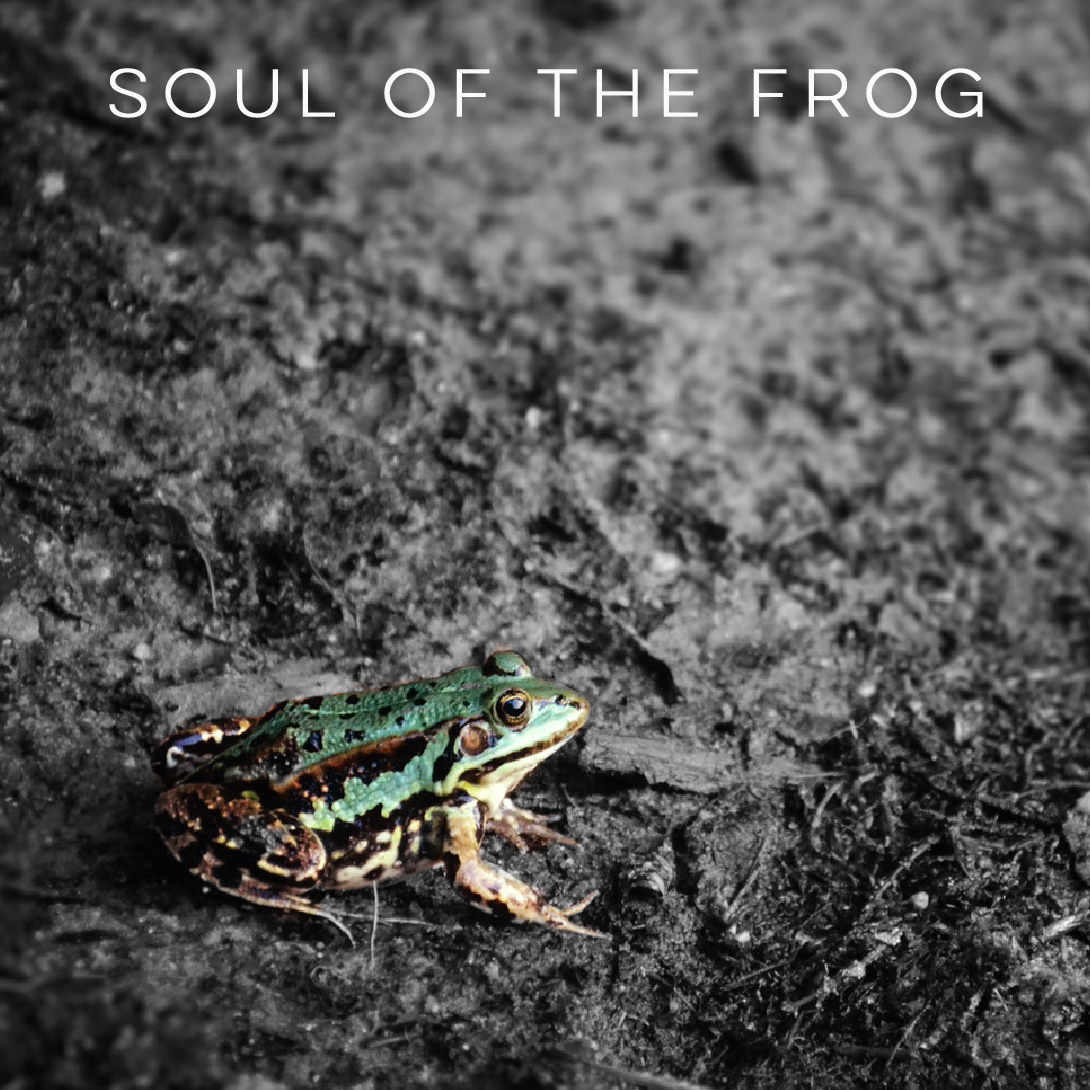 Soul of the Frog New Album Cover